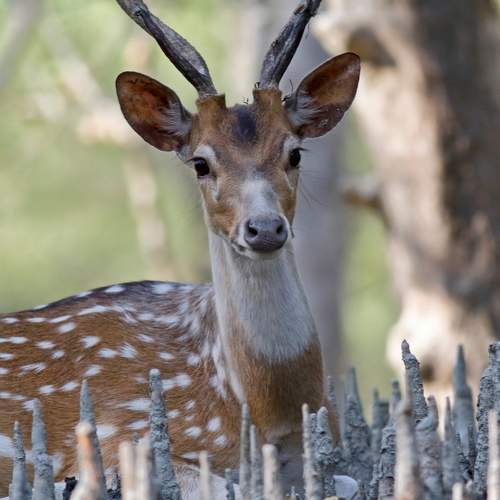 Photo #11090927