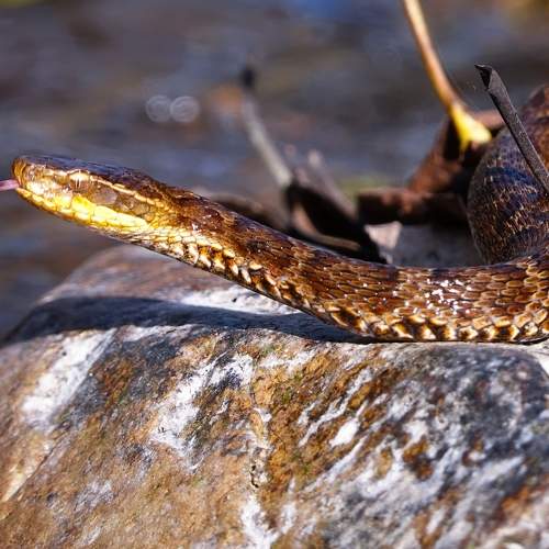Photo #11091544