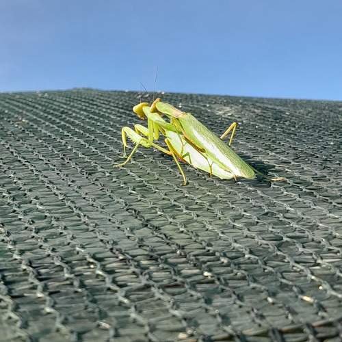 Photo #11091660