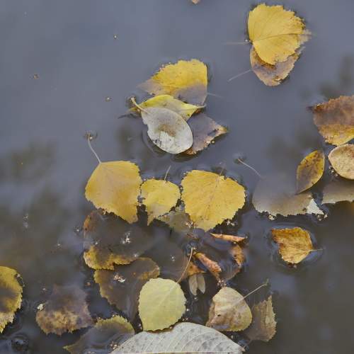 Photo #11092567