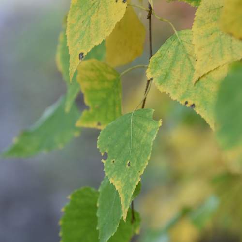 Photo #11092568