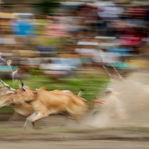 Photo #11092729