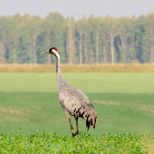 Photo #11092943
