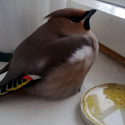 Photo #11093153