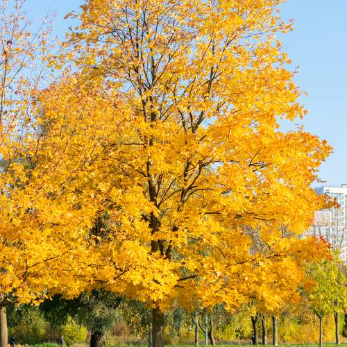 Photo #11093330