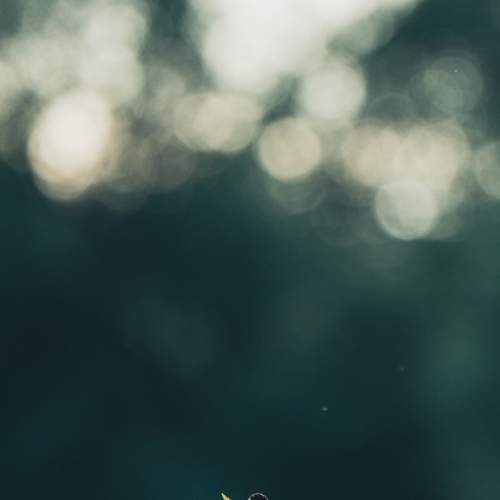 Photo #11094184