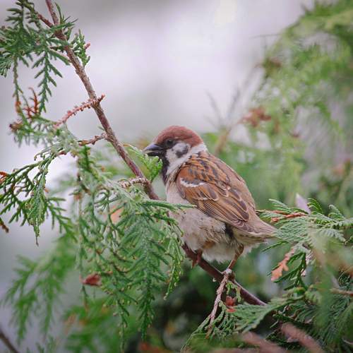 Photo #11094306