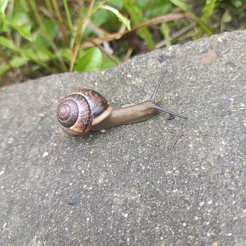 Photo #11094391