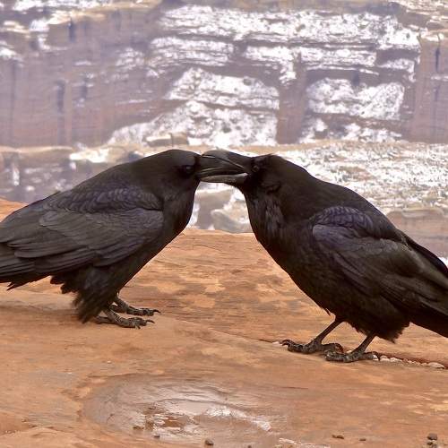 Courtship of the Ravens