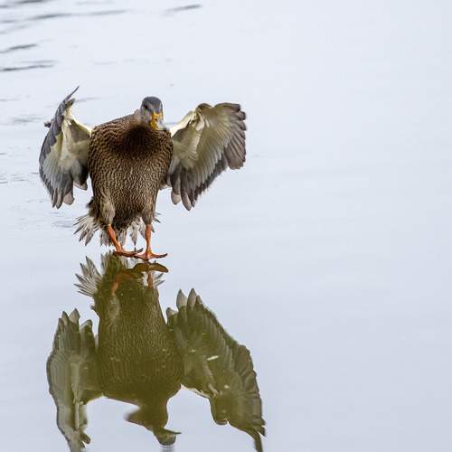 Photo #11095092