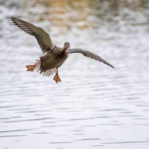 Photo #11095093
