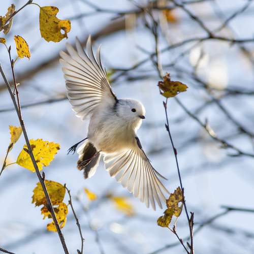 Photo #11095103