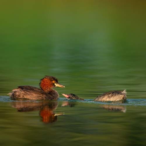 Photo #11095128