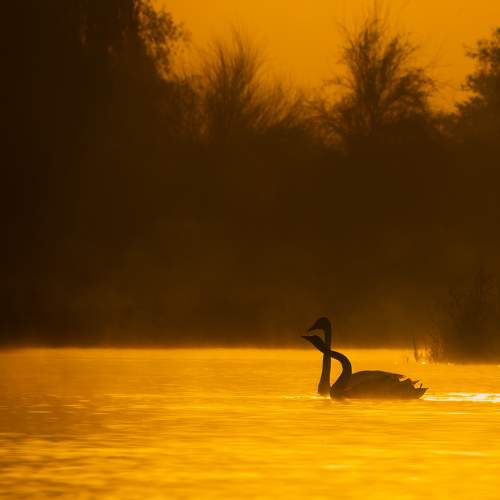 Photo #11095146