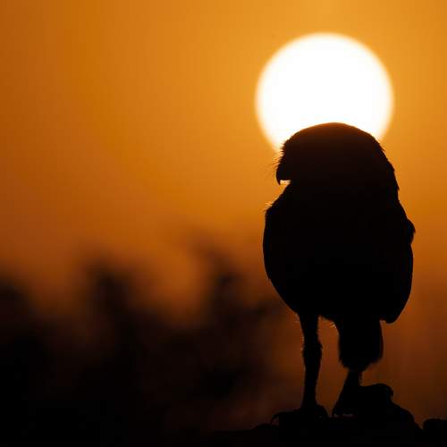 Photo #11095150