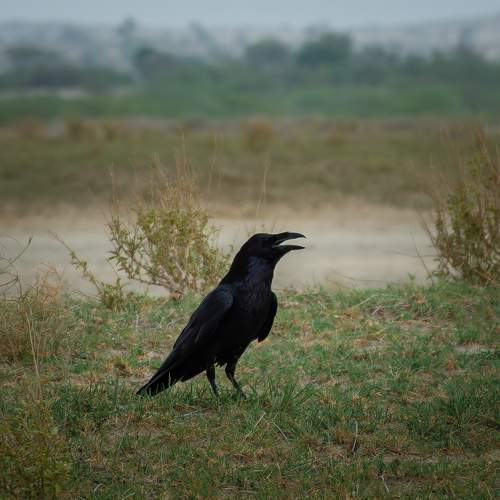 Photo #11095538