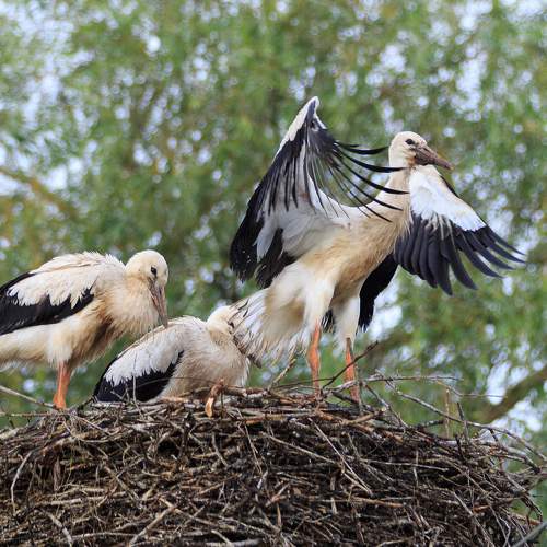 Фотография #11095556