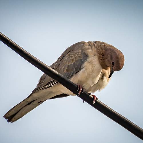 Photo #11095590