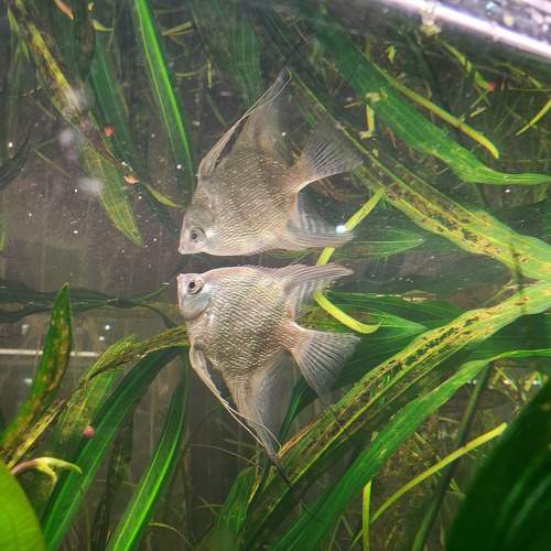 Photo #11095901