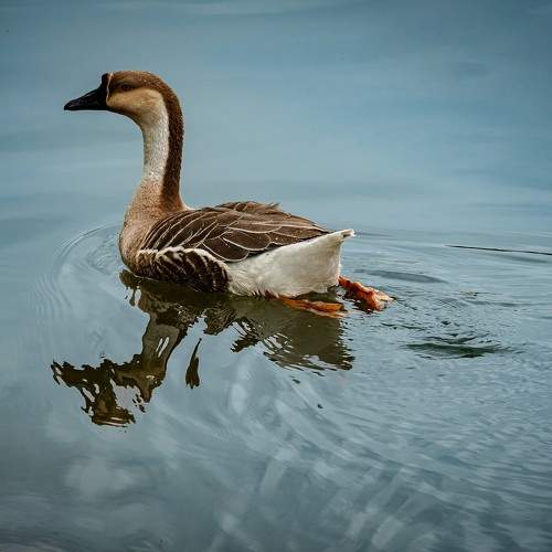 Photo #11096227
