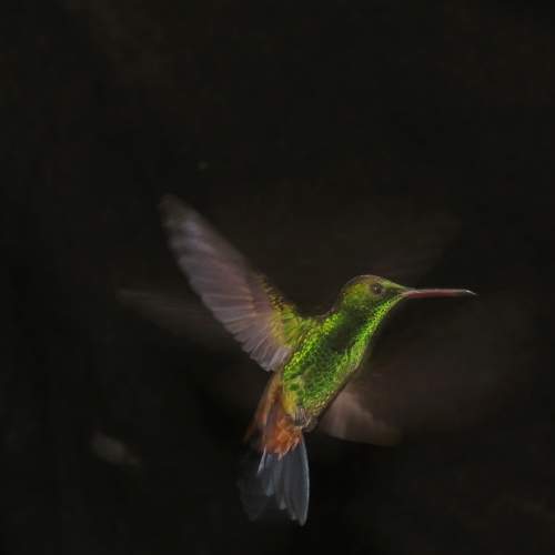 Photo #11096337