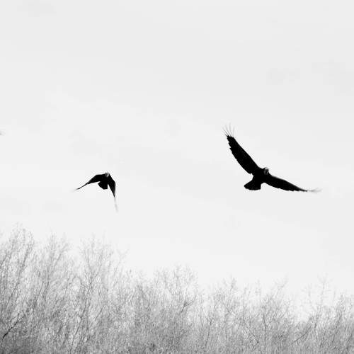 Photo #11096417