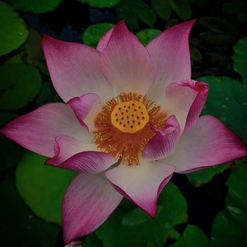 Jewel of the Pond