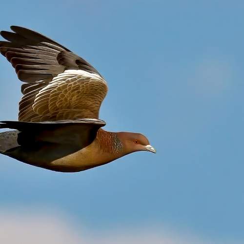 Photo #11097342