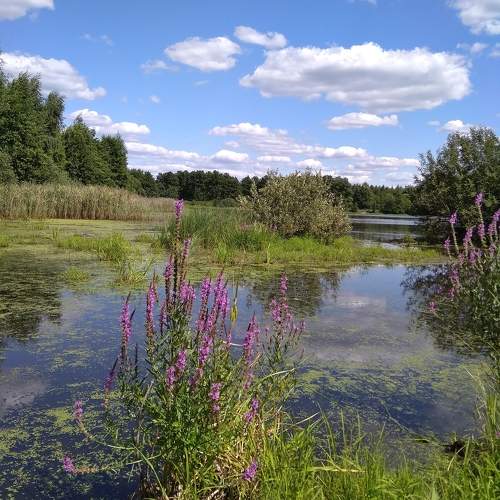 Photo #11097358