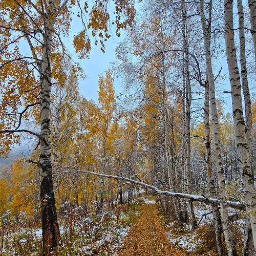 Photo #11097502