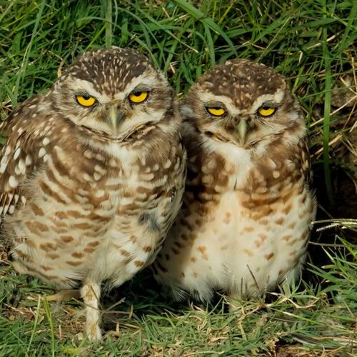Photo #11097956
