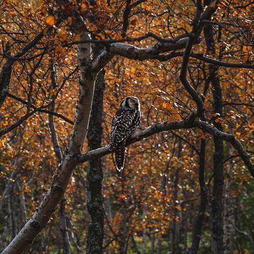 Photo #11098034