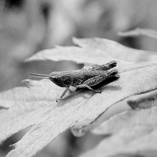 Photo #11098207