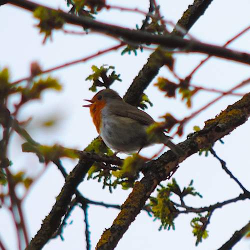 Photo #11098417