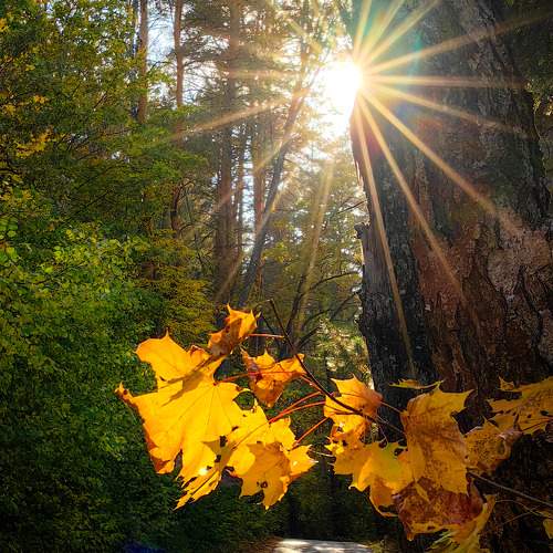 Photo #11098441