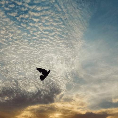 Photo #11098636