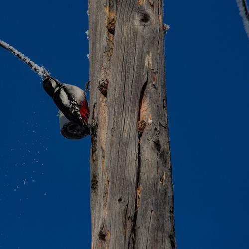 Photo #11099510