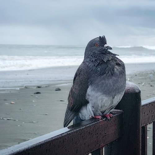 Photo #11099516