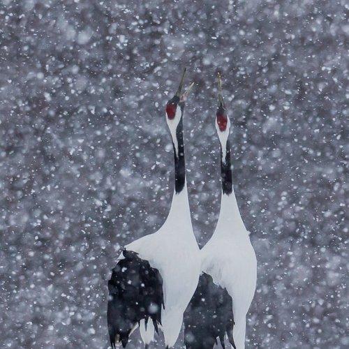 Снежый роман