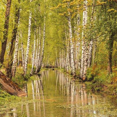Березки