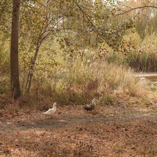 Photo #11100070