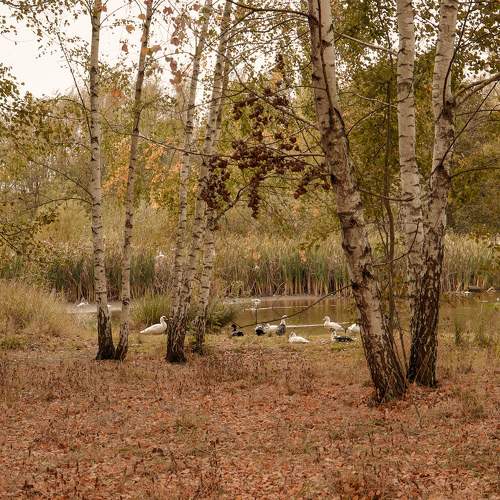 Photo #11100105