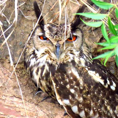 Smiling Eagle Owl