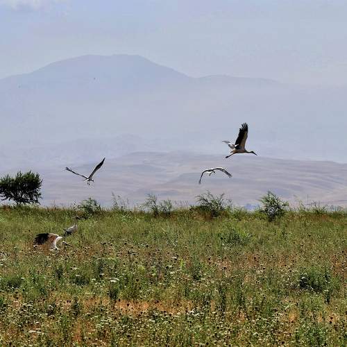 Photo #11100276