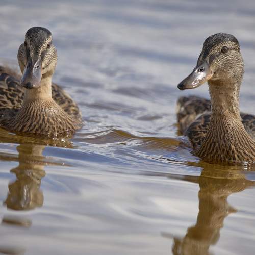 Фотография #11100538