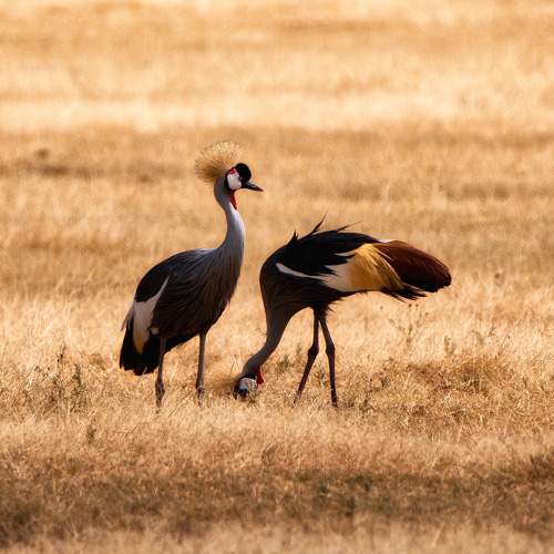 Фотография #11100609