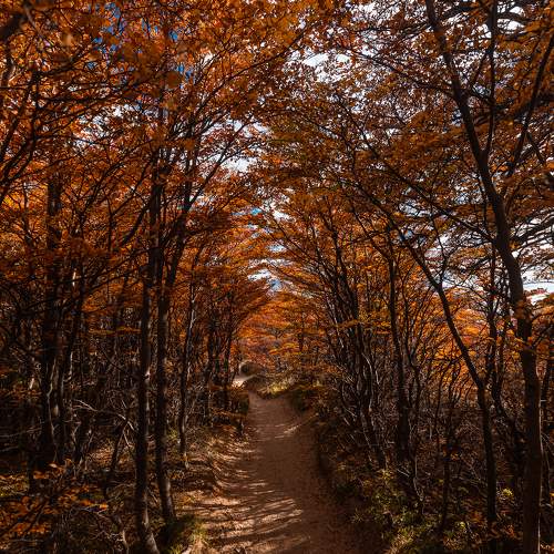Photo #11101057