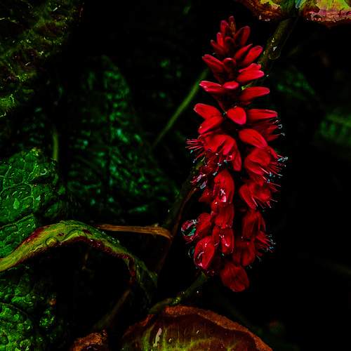 The scarlet bloom