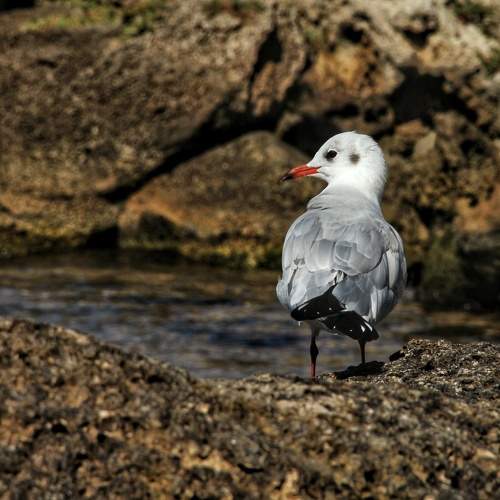 Photo #11102761