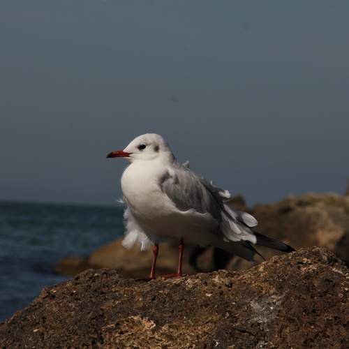 Photo #11102762